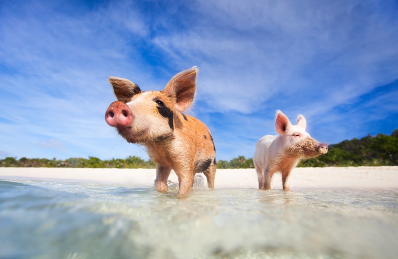 Traumziel Bahamas - Was du alles über die Bahamas wissen musst 6 traumreise sichern bahamas wildschweine 06